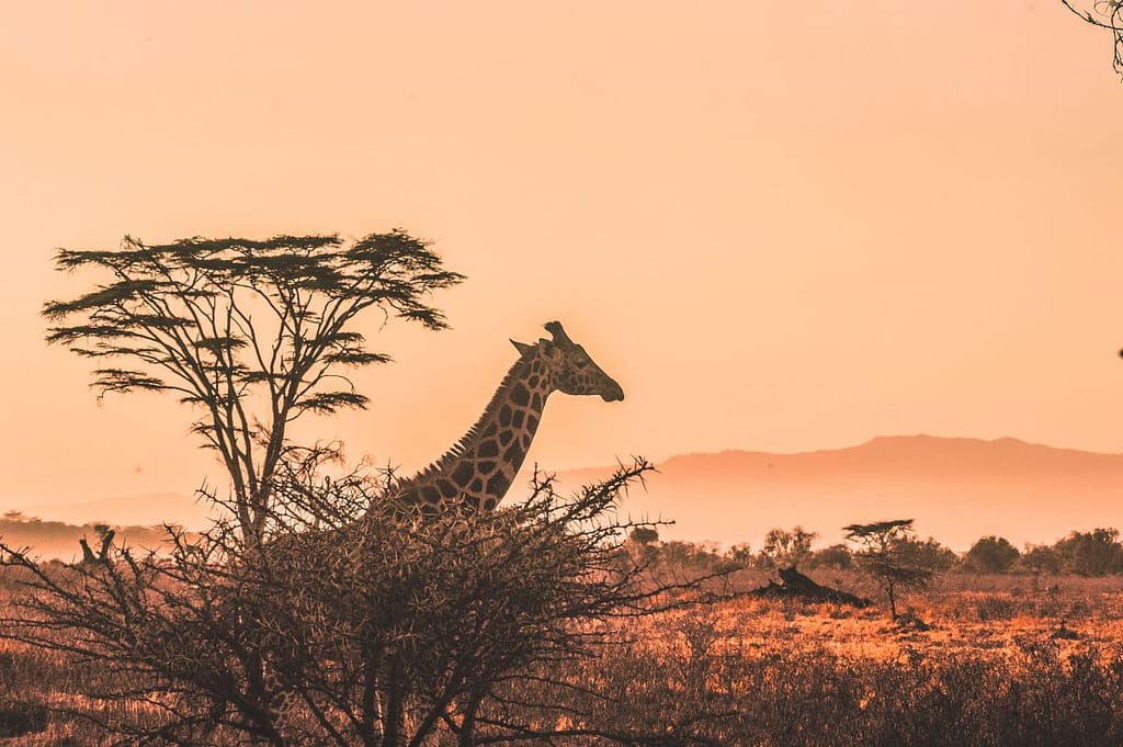 giraffe Africa budget travel destinations